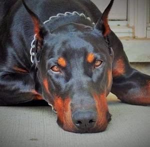 Meet your Posher, Roy